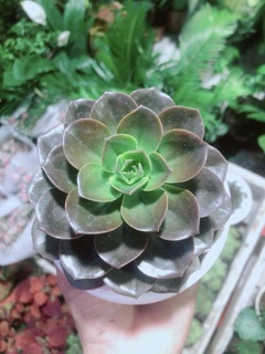 Sen Đá Nâu Kèm Chậu Sứ