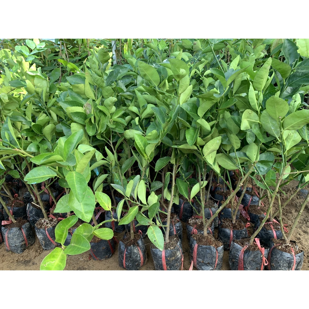 Cây giống chanh không hạt tứ quý