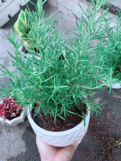 Chậu hương thảo