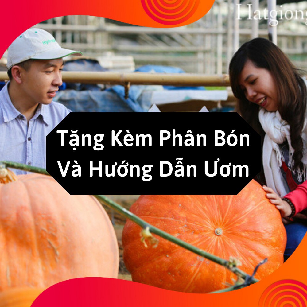 Combo 2 Gói Hạt Giống Bí Ngô Khổng Lồ