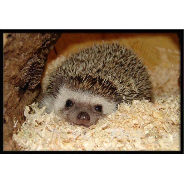 Mùn cưa ko mùi nén nguyên cây 1kg sử dụng lâu  dành cho các bạn nuôi hamster nhím sóc bọ