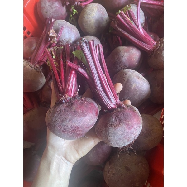 Củ Dền ĐÀ LẠT tươi - Rau củ ĐÀ LẠT