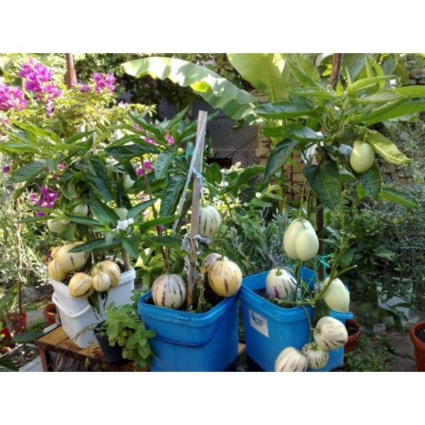 0,5gram Hạt Giống Dưa Hấu Pepino Nam Mỹ