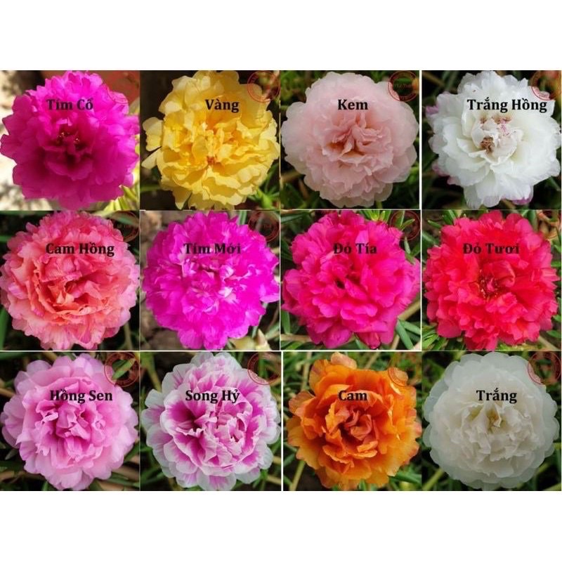 2 kg cành hoa 10 giờ hoa mười giờ Thái kép mix màu Ngagarden