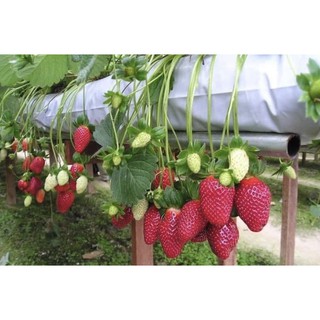 5 Cây giống dâu tây Newzealand