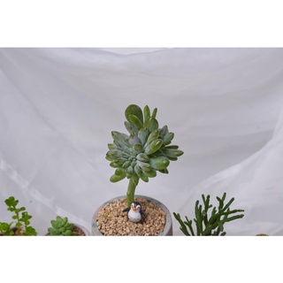 Phụ Kiện chim Cánh Cụt