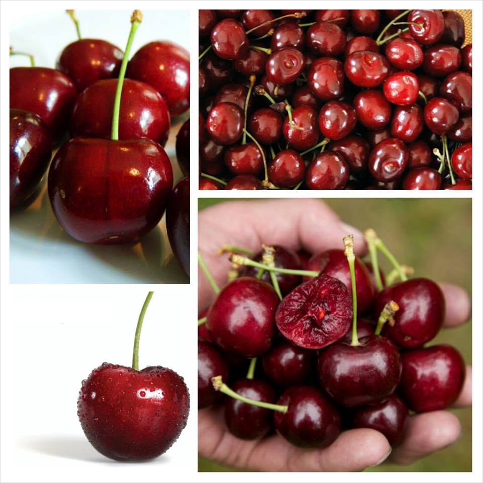 BỘ HẠT GIỐNG CHERRY MỸ NHIỆT ĐỚI