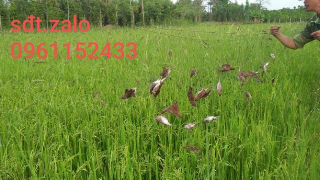 Lưới bẫy chim tàn hình 4 phân 20m.30m.60m bẫy chim sẻ.trao trảo.chào mào.