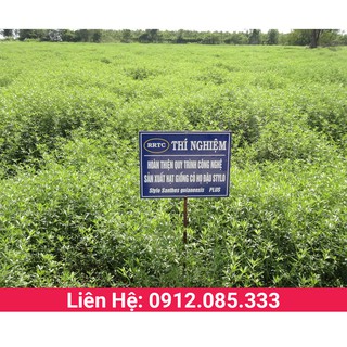 Cỏ stylo, giống cỏ chăn nuôi họ đậu cao tới 1m hàm lượng dinh dưỡng tốt dùng làm thức ăn cho gia súc, gia cầm gói 100g