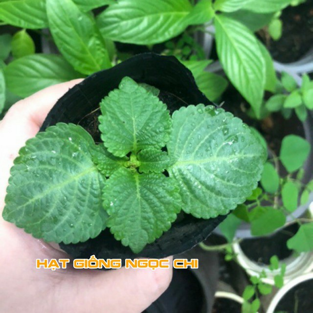 Hạt Giống Rau Thơm Mè (Lá Mè Vừng) Hàn Quốc