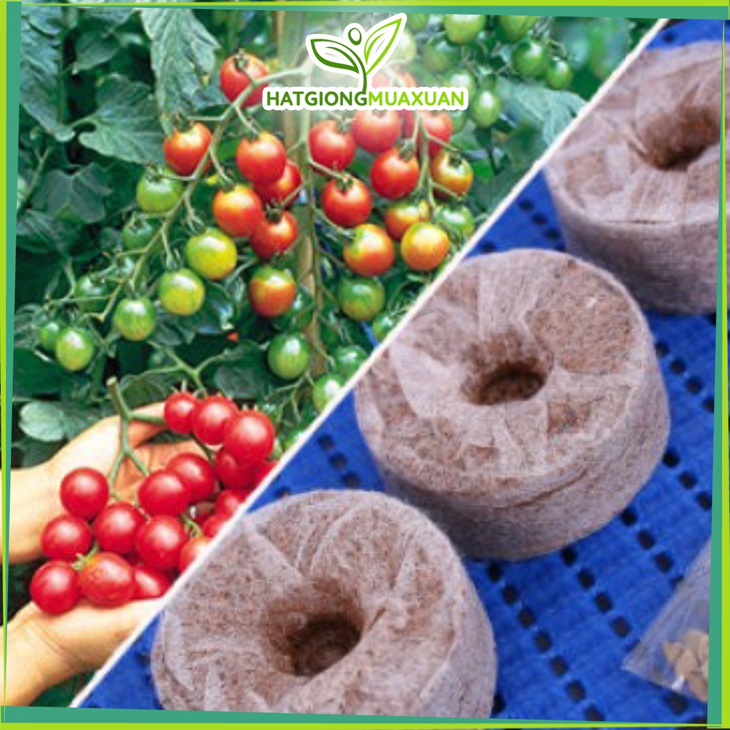 Bán buôn Combo 20 Viên nén + 1 cà chua bi đỏ bao đẹp