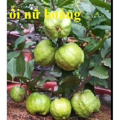 Cây Giống Ổi Lùn nữ Hoàng thái lan