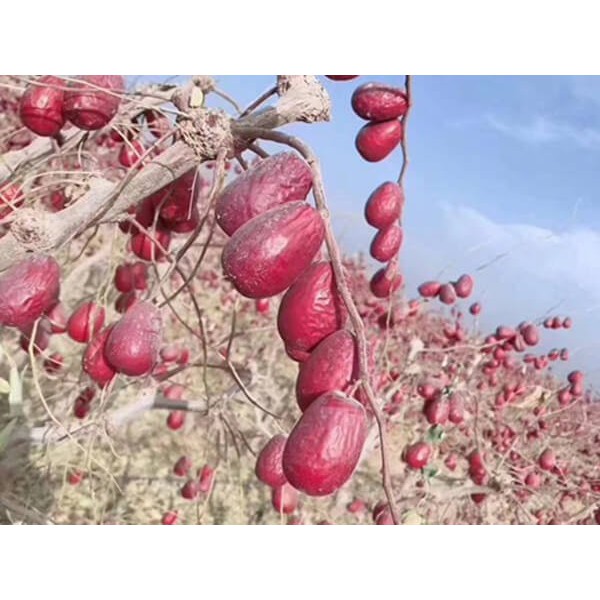 Táo Đỏ Tân Cương - Táo bụi thuận tự nhiên