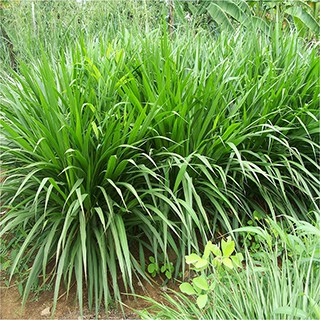Gói 100gr hạt giống cỏ chịu ngập ubon paspalum