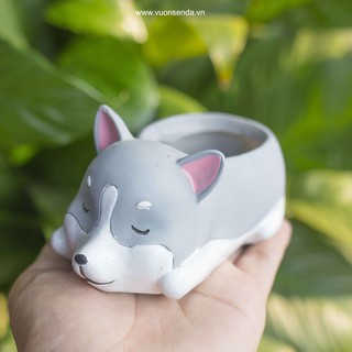 Chậu chó xám - Vườn sen đá