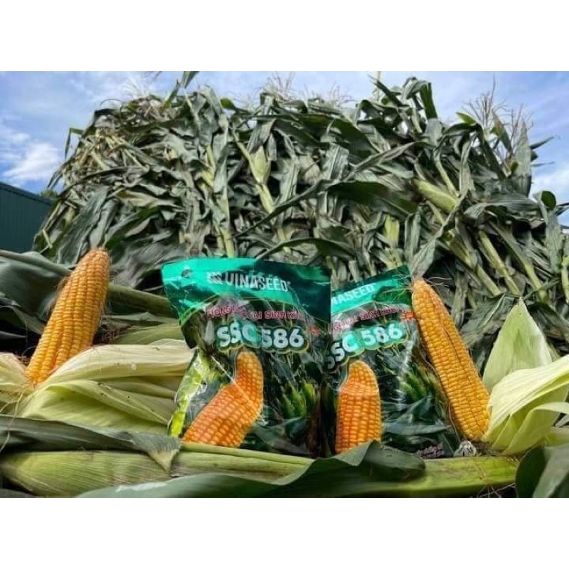 Hạt giống ngô sinh khối SSC586 gói 1kg