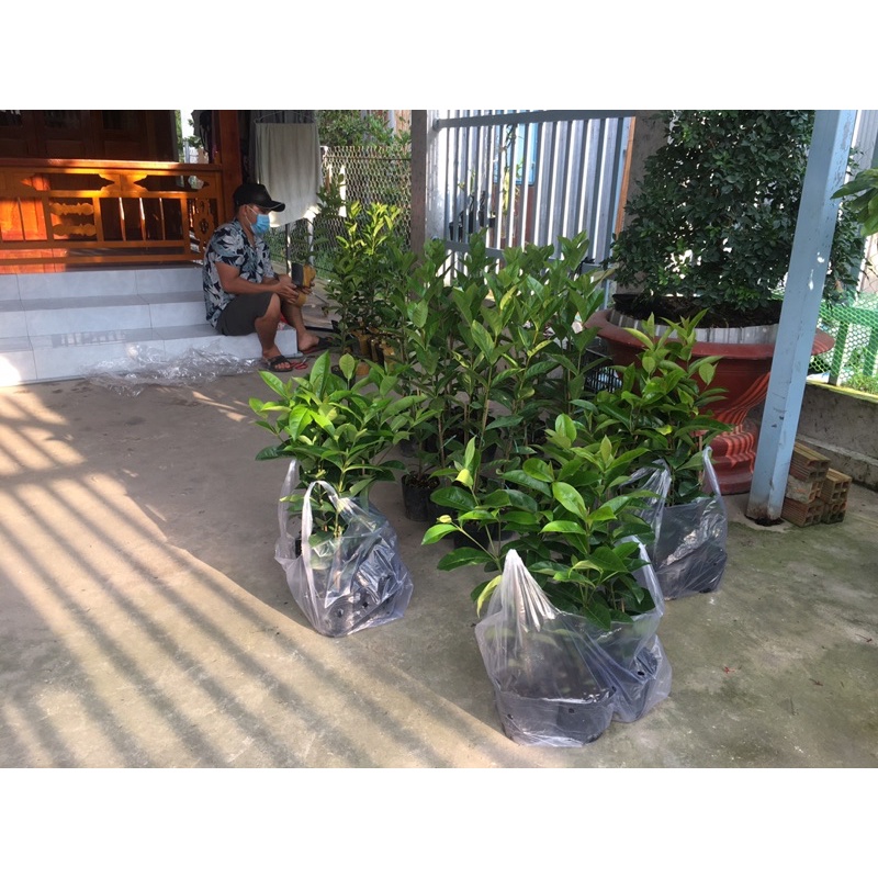 Bông Trang Mỹ Hồng 40cm