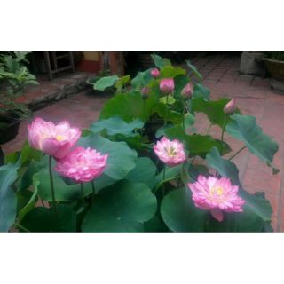 Hạt Giống Sen Cung Đình F1( Sen Bách Diệp)_6k/hạt đã qua xử lý kích mầm, đủ 8màu +tặng hướng dẫn trồng