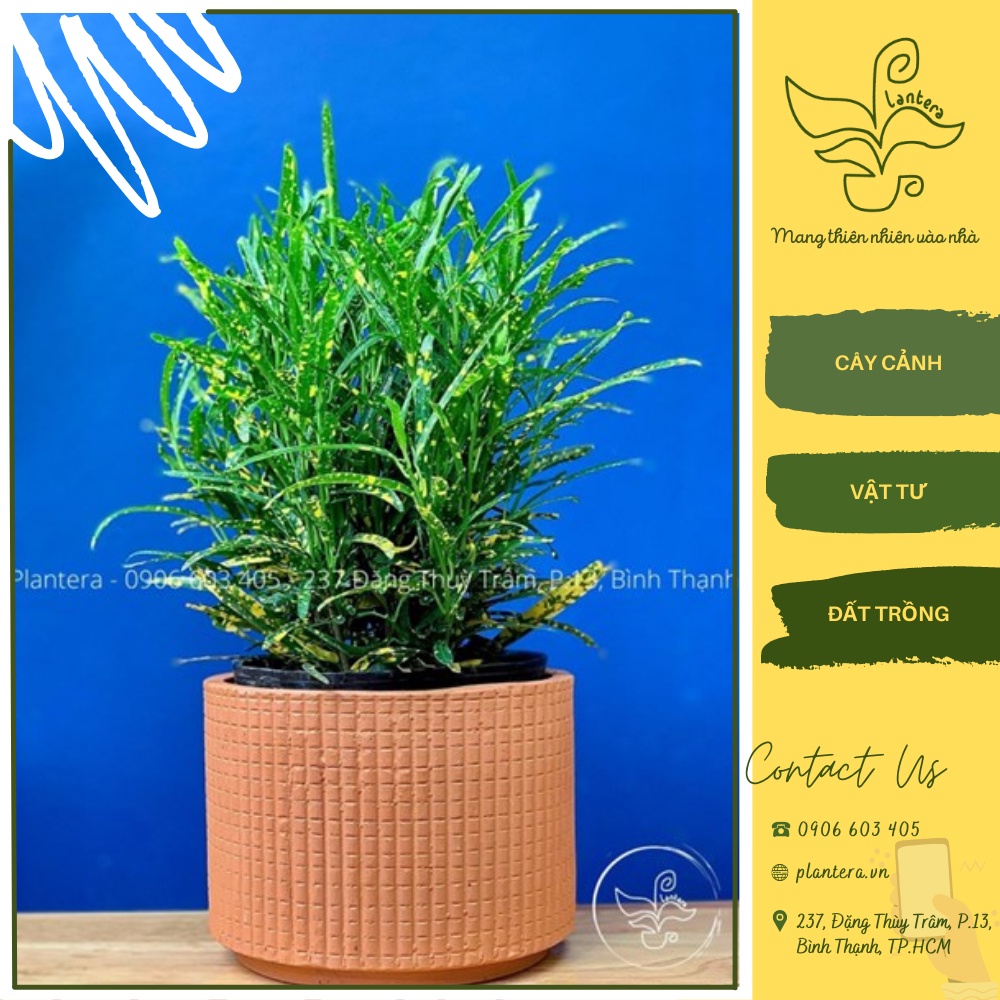 Lá Sao, Cây Vàng Bạc - Cây Cảnh - Cây Ưa Nắng - Cây Nhỏ