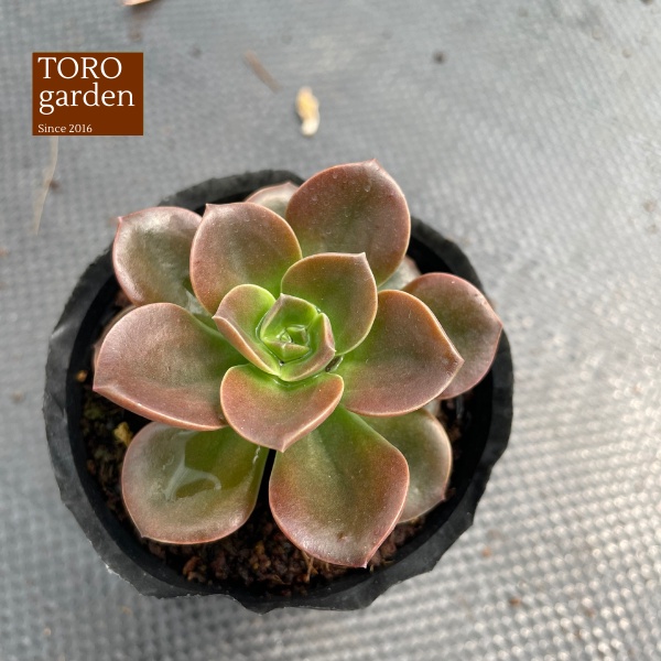 Sen đá nhật nguyệt Đà Lạt size bé cây cảnh trang trí nhà cửa Toro garden