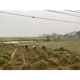 BỘT HẠT MÙI TÚI LỌC
