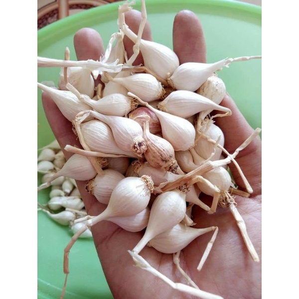 500g tỏi cô đơn Lý Sơn