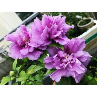 Chậu cây râm bụt tím kép