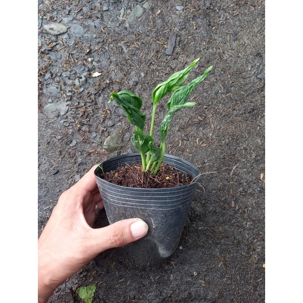 Epipremnum Shangri La.