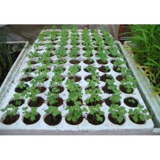 Khay (Vỉ) xốp 84 lỗ ươm hạt