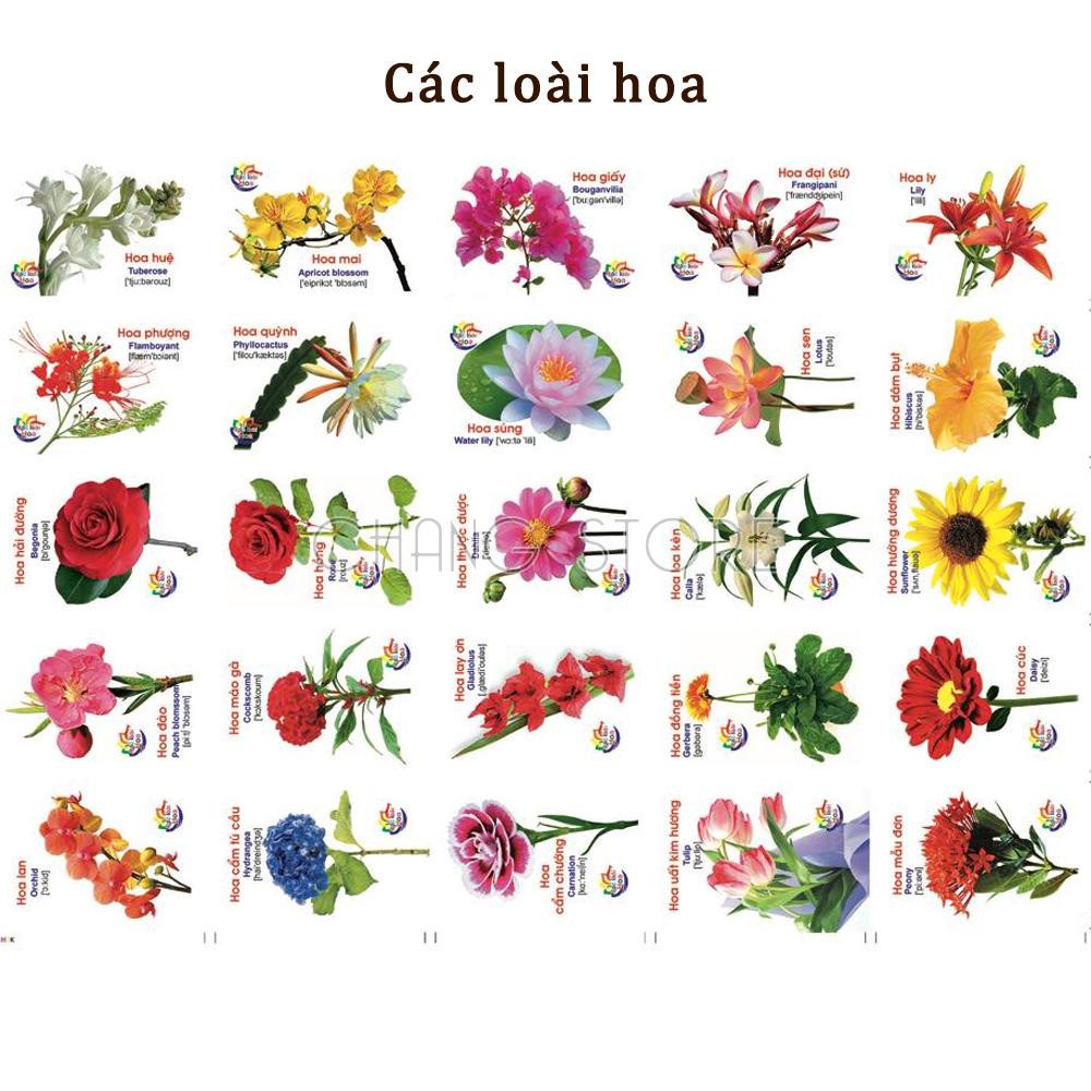 Bộ Thẻ Học 16 Chủ Đề Thông Minh Luyện Tư Duy Cho Bé