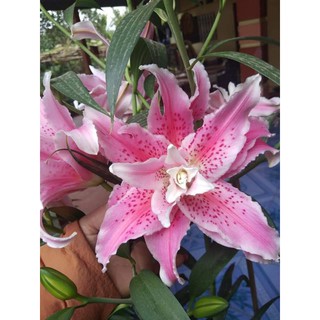 củ giống hoa ly ly kép hồng đẹp mê mẩn