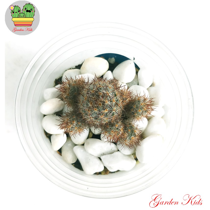 Xương rồng nhện nâu