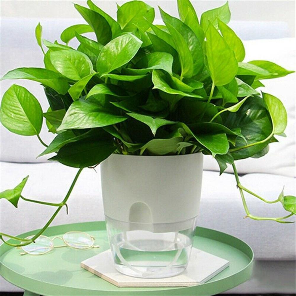 Chậu Trồng Cây Thủy Canh Trong Suốt Hình Tròn Thấm Hút Nước Tự Động Kèm Dây cotton