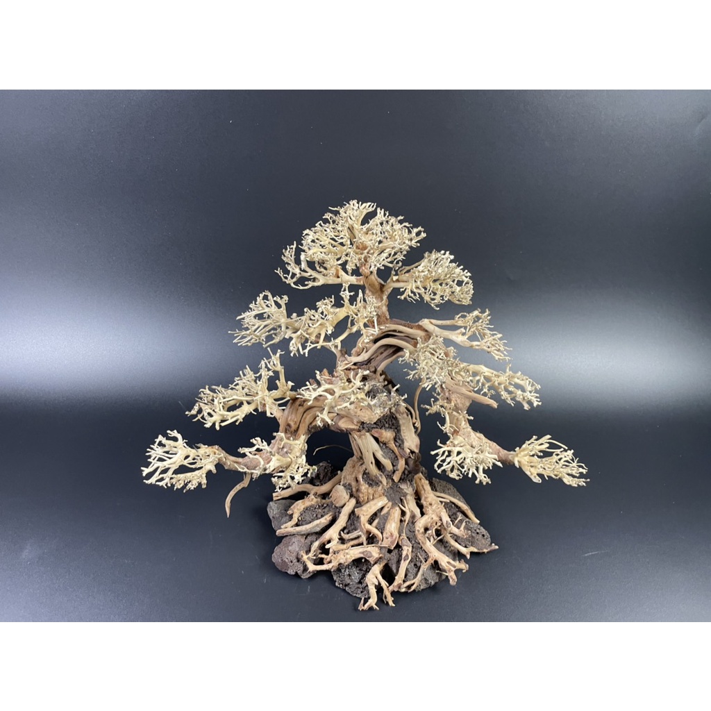 Lũa Bonsai, Lũa thủy sinh dùng trang trí hồ cá cảnh, hồ thủy sinh, văn phòng, nhà cửa- NHÀ XANH