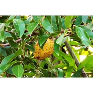 20 Hạt Giống Bình Bát Cây - Bình Bát Vàng ( nê, hoặc na xiêm)