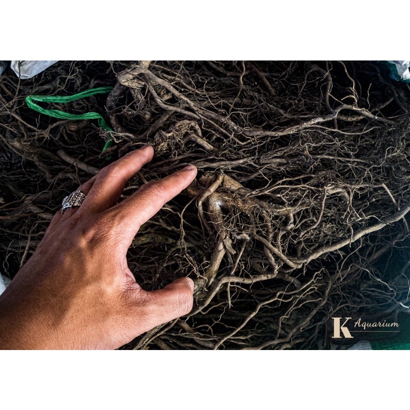 Rễ Dương Cao Cấp (100GR)| Trang Trí Trải Nền, Setup Layout : Thủy Sinh, Biotope, Blackwater | Giá siêu tốt