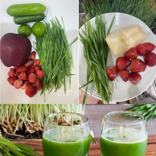 01KG CỎ LÚA MẠCH NHẬP KHẨU ÚC - DATE MỚI