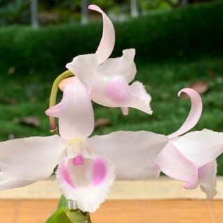 Phi điệp Hồng yên thủy