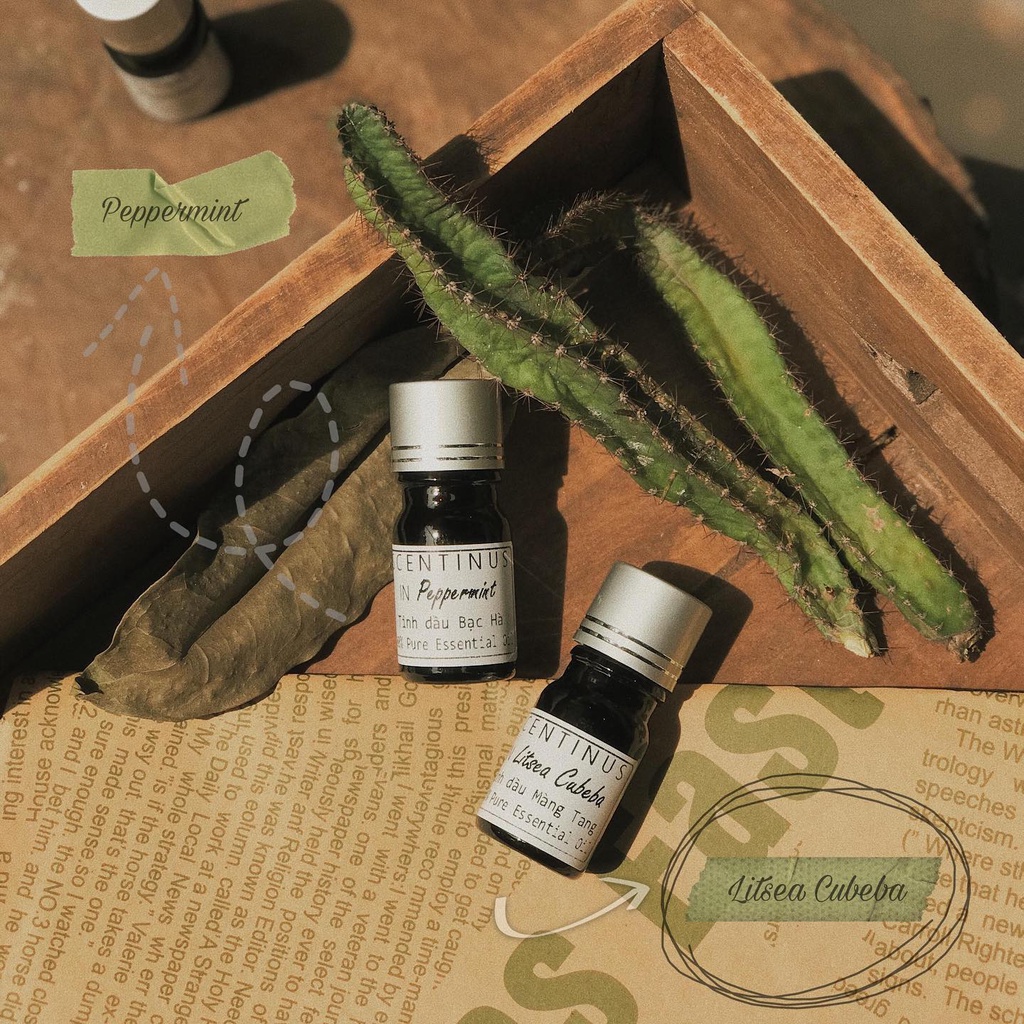 TINH DẦU MÀNG TANG