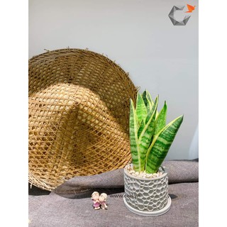 Chậu xi măng mini Cori_Organic (PL1006)