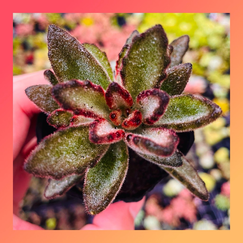 Sen đá nhung lông Đà Lạt size bé cây cảnh trang trí nhà cửa Lolita garden