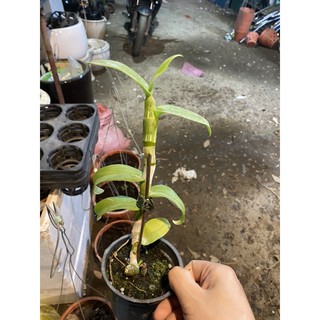 Lan ( trầm rồng đỏ)