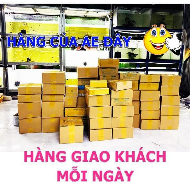 [💥Combo 10💥] 🎁 cám NEON Dạ Quang 🎁 [tặng 5gr]Thức Ăn Giàu Đạm