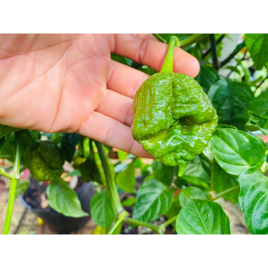 Trái Ớt tươi Big Mustard Mama