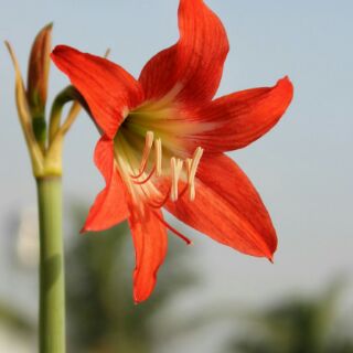 Lan huệ nội cam dại ( 5 củ )