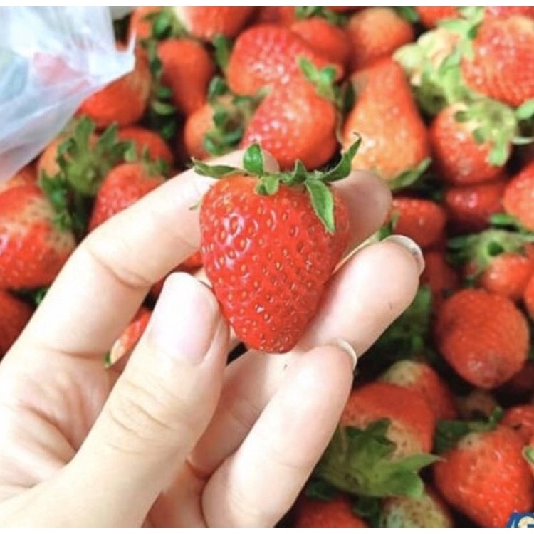 Mức dâu đà lạt nguyên trái 1kg