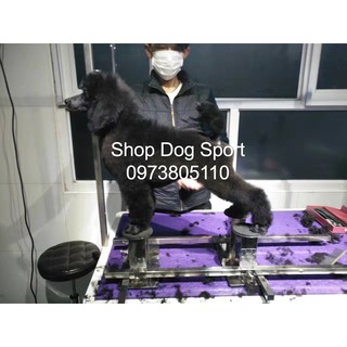 Bàn tập đứng show cho chó