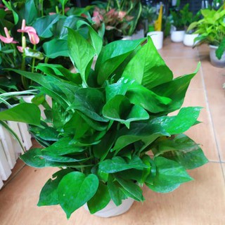 Cây trầu bà treo