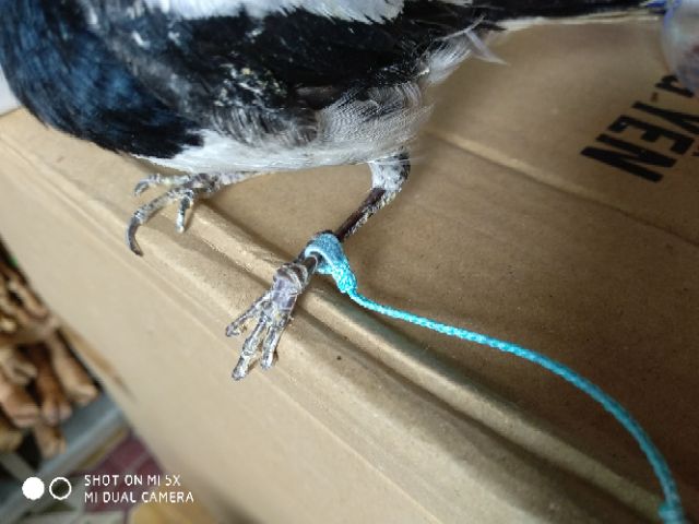 Xích chân chòe than, chòe lửa, chào mào