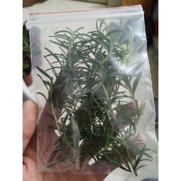 5 cành hương thảo tươi